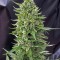 Насіння Auto Northern Light Feminised