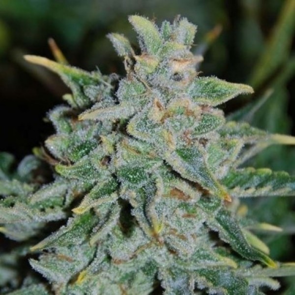 Насіння Auto Northern Light Feminised