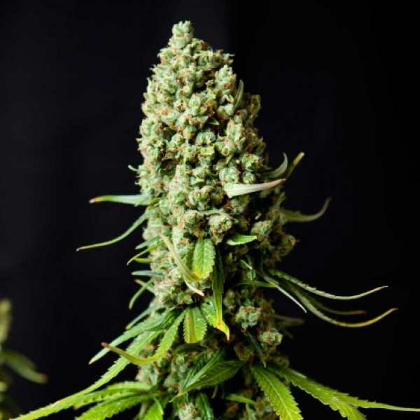 Насіння Auto Super Skunk Feminised