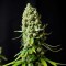 Насіння Auto Super Skunk Feminised