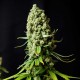 Auto Super Skunk Feminised Auto Super Skunk Feminised