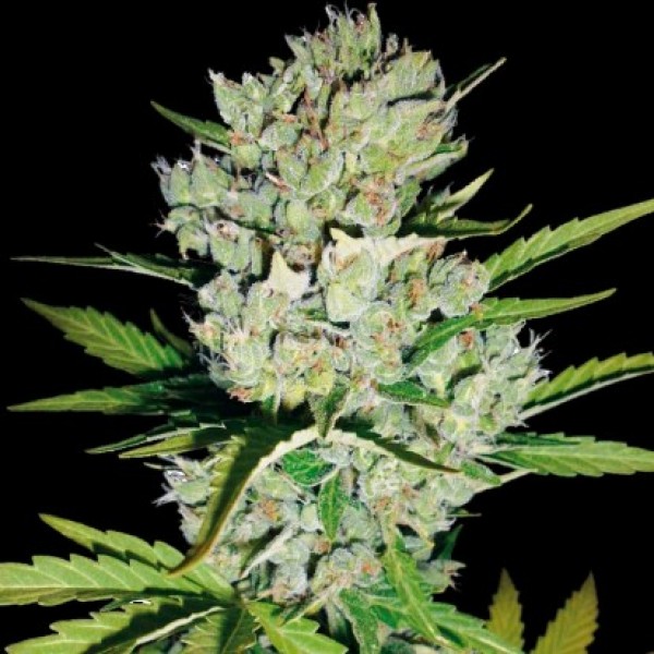 Насіння Auto Super Skunk Feminised