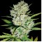 Насіння Auto Super Skunk Feminised
