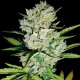 Auto Super Skunk Feminised Auto Super Skunk Feminised
