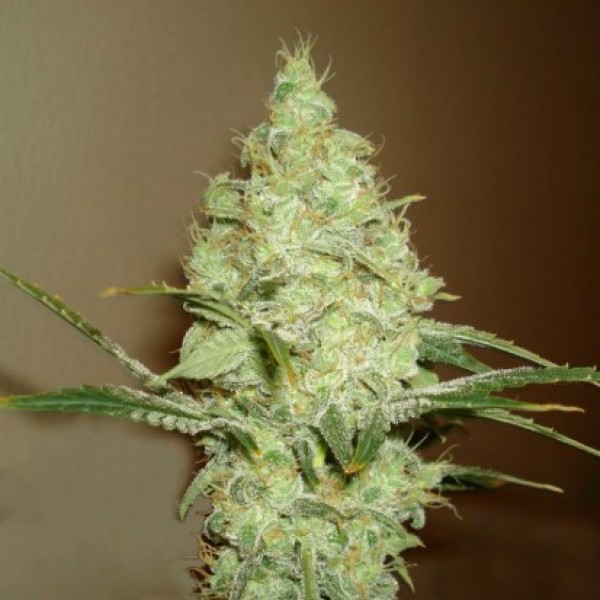 Насіння Auto White Russian Feminised