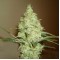 Насіння Auto White Russian Feminised