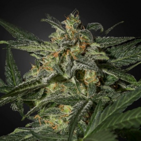 Насіння Auto White Russian Feminised