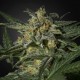 Auto White Russian Feminised Auto White Russian Feminised