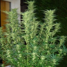Насіння Auto White Widow Feminised