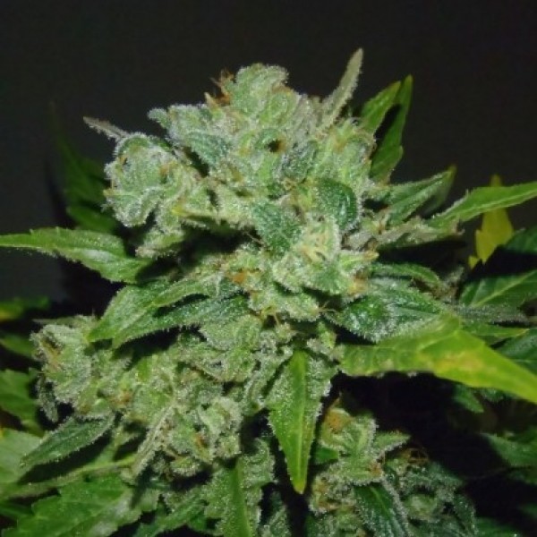 Насіння Auto White Widow Feminised