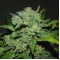 Насіння Auto White Widow Feminised