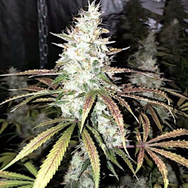 Насіння Auto White Widow Feminised