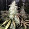 Насіння Auto White Widow Feminised