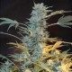 AK-47 Feminised AK-47 Feminised