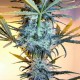 Neuron Feminised seeds Neuron Feminised seeds