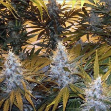 Насіння Northern Light Feminised