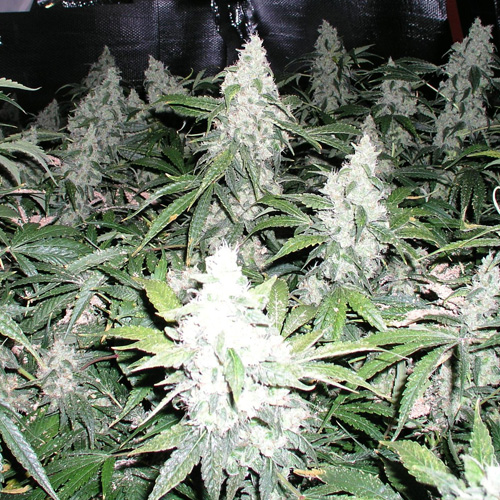 White Widow Feminised seeds