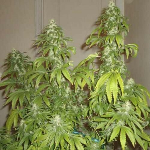 Somango Feminised seeds