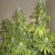 Somango Feminised seeds Somango Feminised seeds