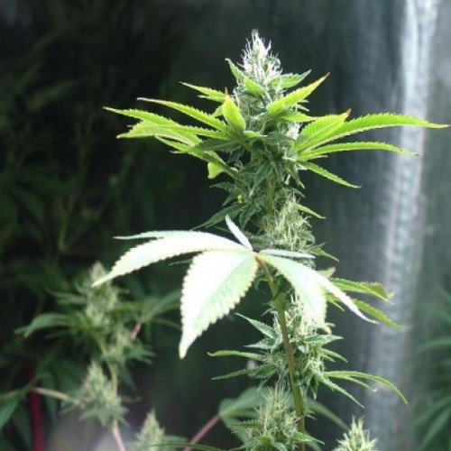 Stress Brake Feminised seeds