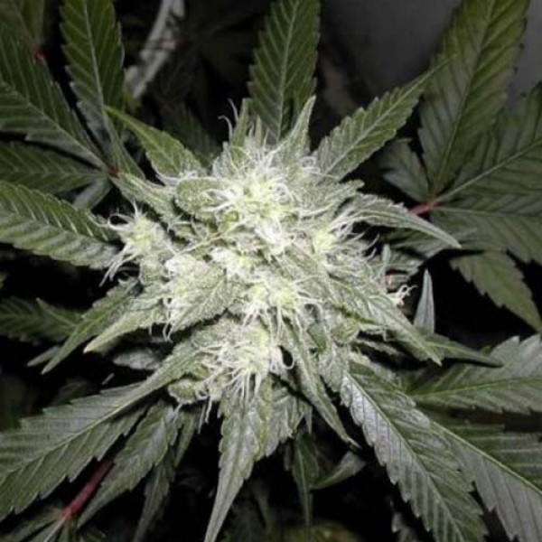 Насіння White Widow Feminised
