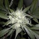 White Widow Feminised seeds White Widow Feminised seeds