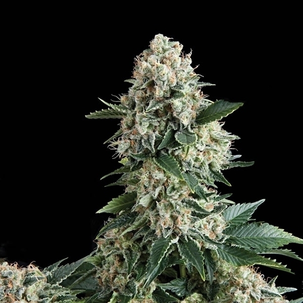 Anubis Feminised seeds