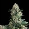 Anubis Feminised seeds