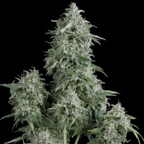 Anubis Feminised seeds