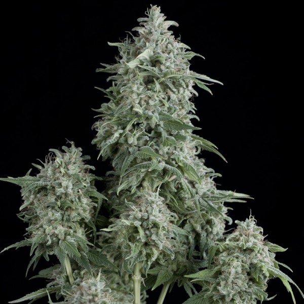 Anubis Feminised seeds