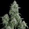 Anubis Feminised seeds