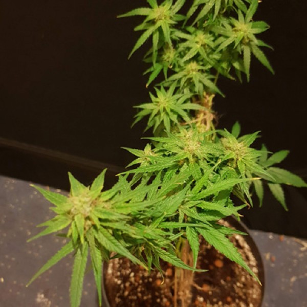 Auto Alpujarrena Feminised seeds