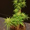 Auto Alpujarrena Feminised seeds