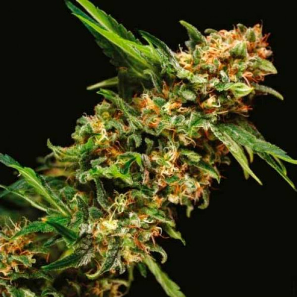 Auto Alpujarrena Feminised seeds
