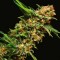 Auto Alpujarrena Feminised seeds