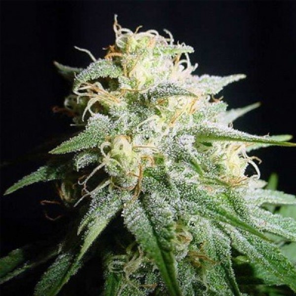 Auto American Pie Feminised seeds