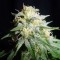 Auto American Pie Feminised seeds