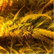 Auto American Pie Feminised seeds