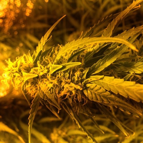 Auto American Pie Feminised seeds