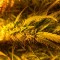 Auto American Pie Feminised seeds