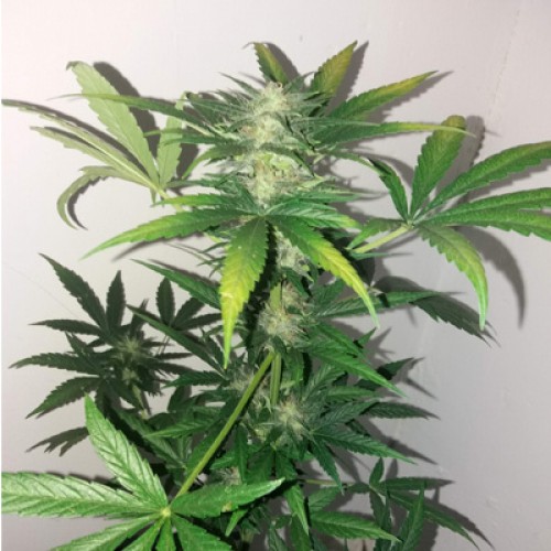 Auto Fresh Candy Feminised seeds