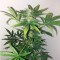 Auto Fresh Candy Feminised seeds
