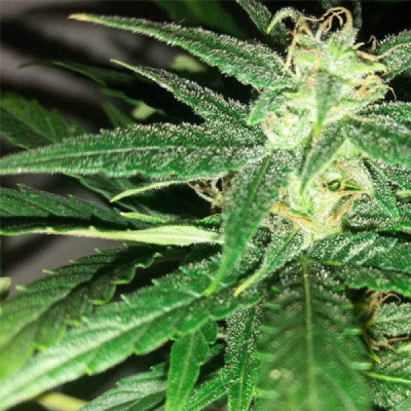Auto Fresh Candy Feminised seeds
