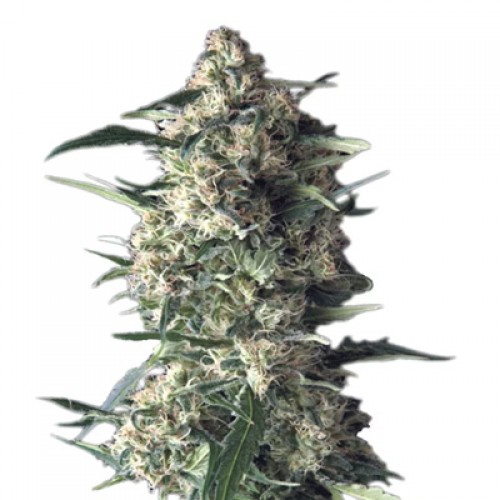 Auto Galaxy Feminised seeds