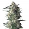 Auto Galaxy Feminised seeds