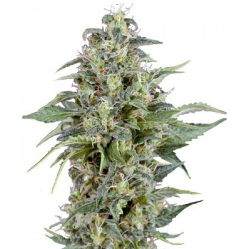 Auto Kryptonite Feminised seeds