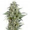 Auto Kryptonite Feminised seeds