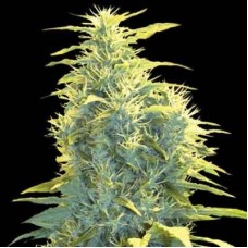 Auto Lennon Feminised seeds