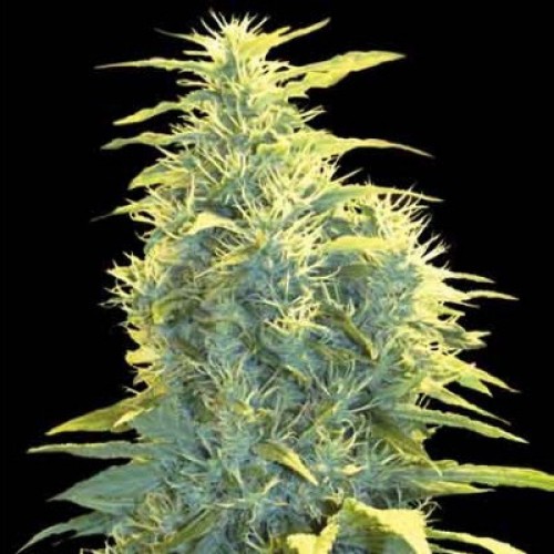 Auto Lennon Feminised seeds