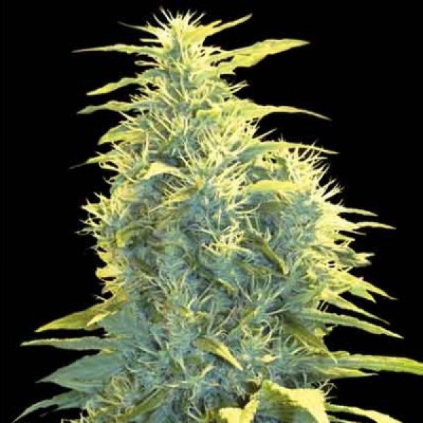 Auto Lennon Feminised seeds